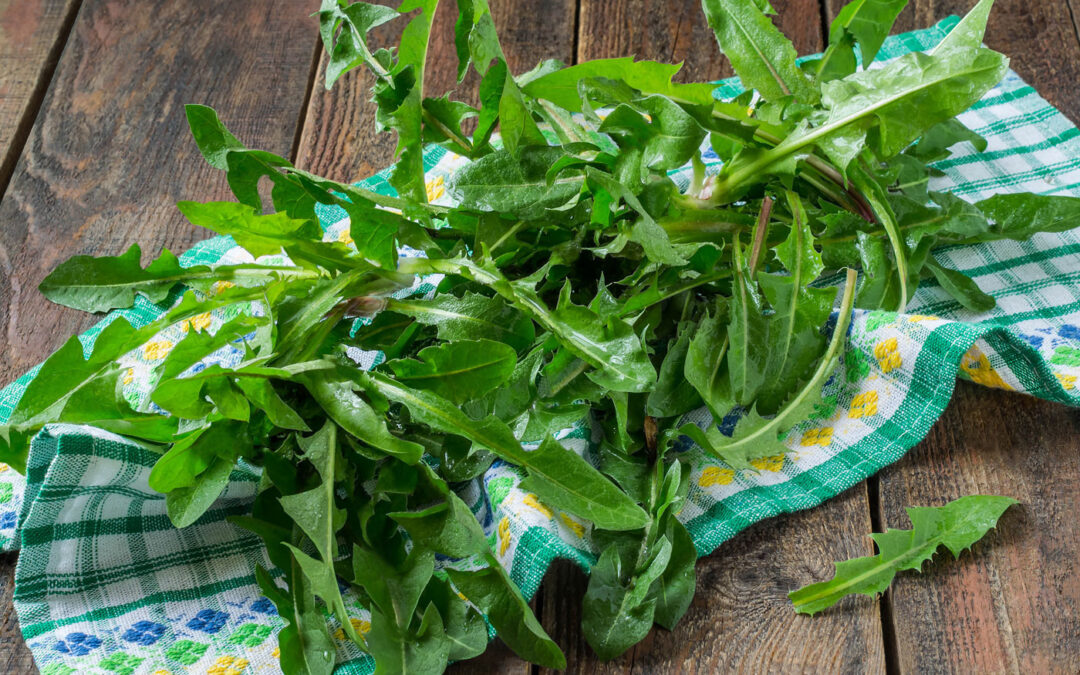 Rezept: Löwenzahnsalat mit Spiegelei (für 4 Personen)